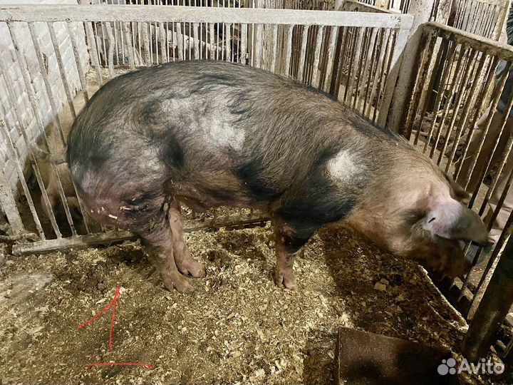 Хряки на племя