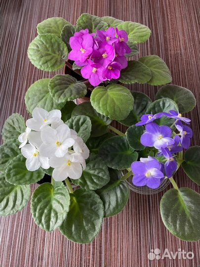 Комнатные цветы