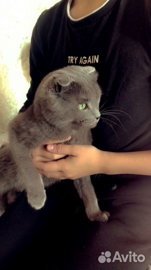 Кошки вислоухие
