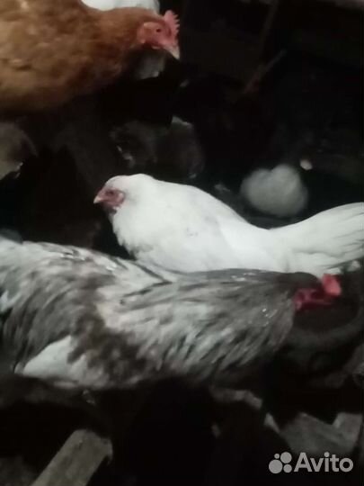 Куры йокогама