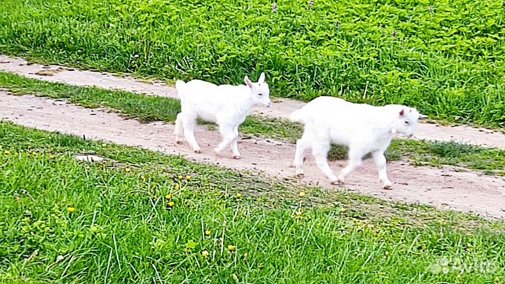 Козлята и козочка