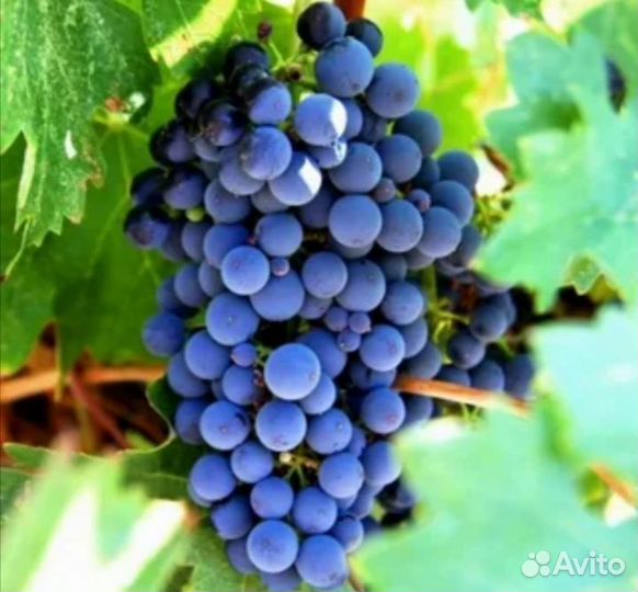 Рассада помидор