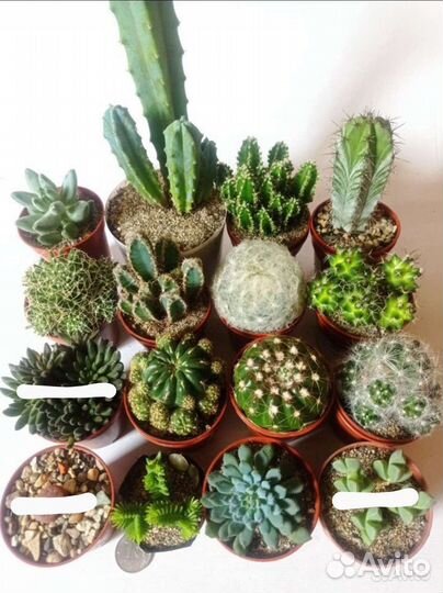 Кактусы и суккуленты