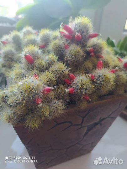 Кактус