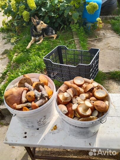 Маринованные опята