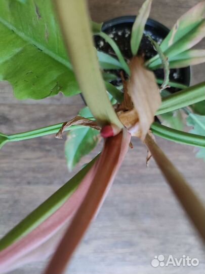 Филодендрон голден крокодил зацветает