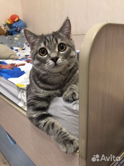 Кот Британец