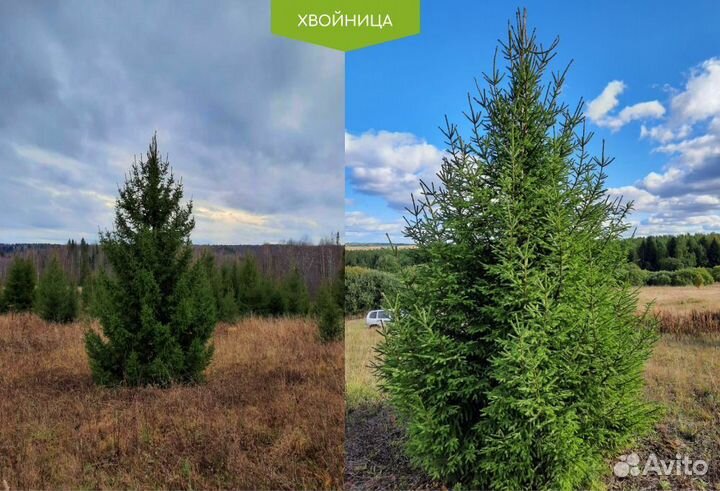 Ель с доставкой и посадкой