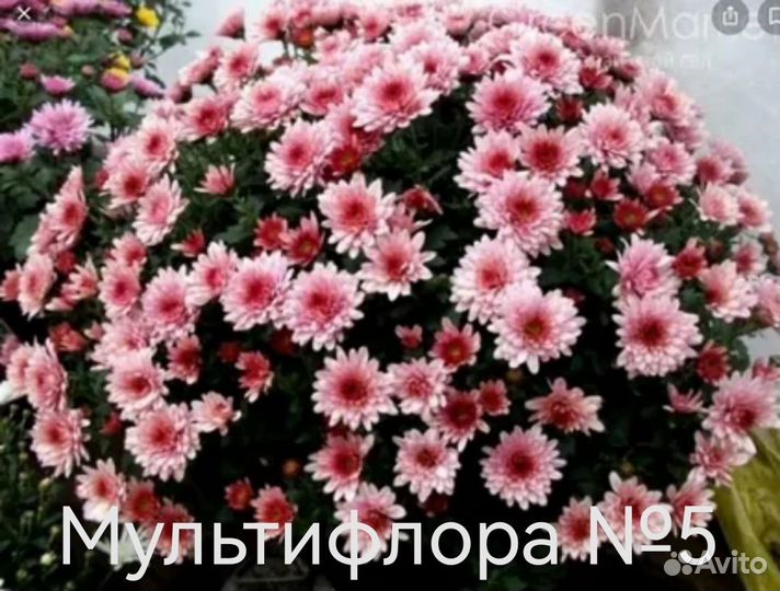 Хризантема шаровидная