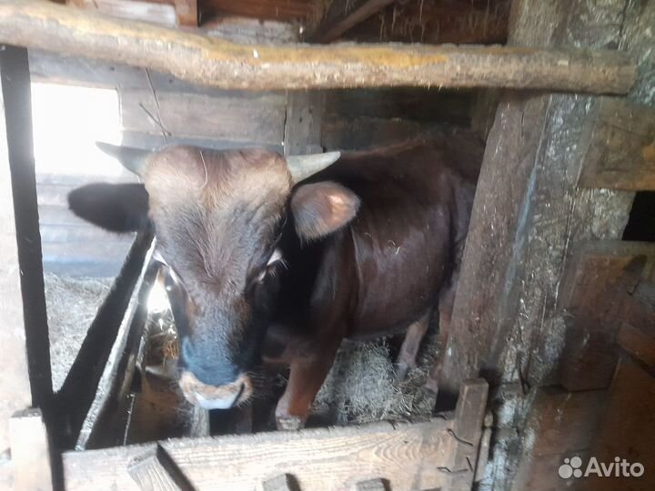 Продается бычок