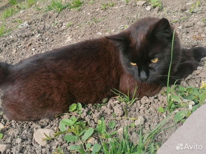 Черный котяра