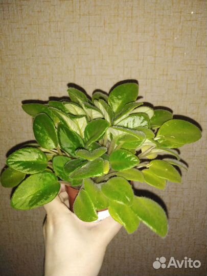 Комнатные цветы