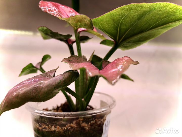 Сингониум малиновый крем