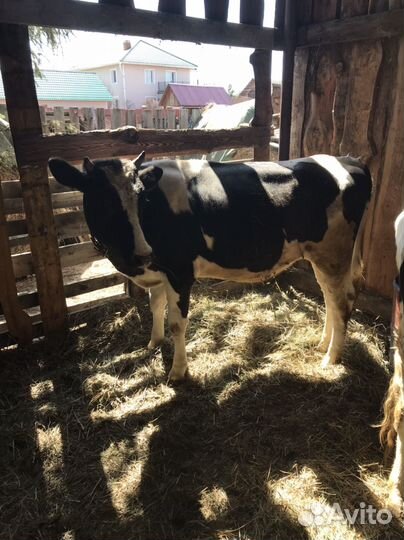 Коровы быки телки