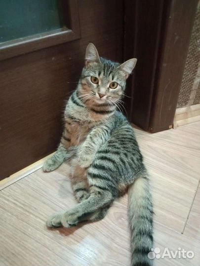 Кошечка Энджи