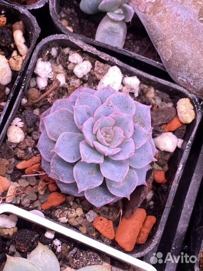 Суккуленты