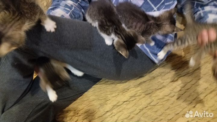 Котята отдам бесплатно
