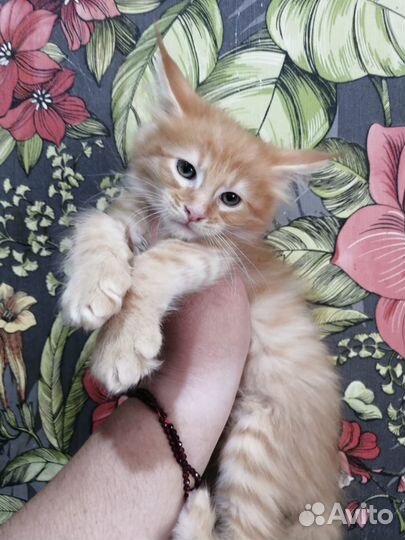 Мейн-кун котёнок