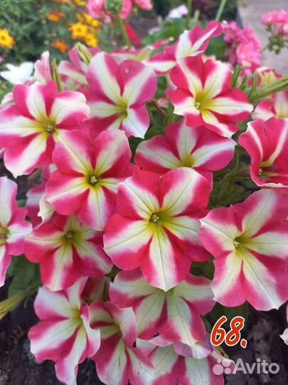 Петуния калибрахоа петхоа