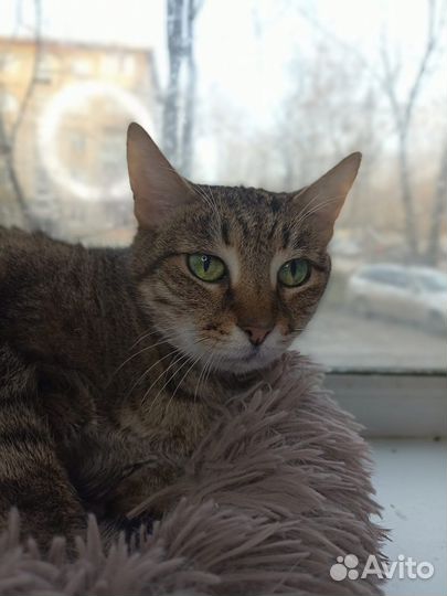 Кошка