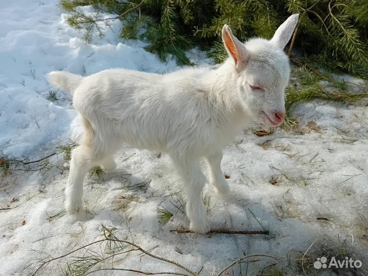 Зааненский козлик