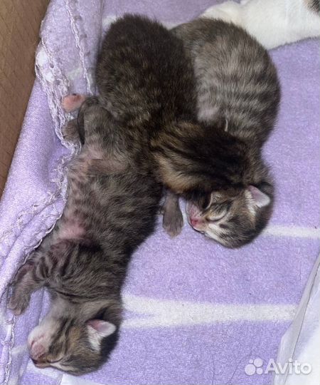Котята в добрые руки