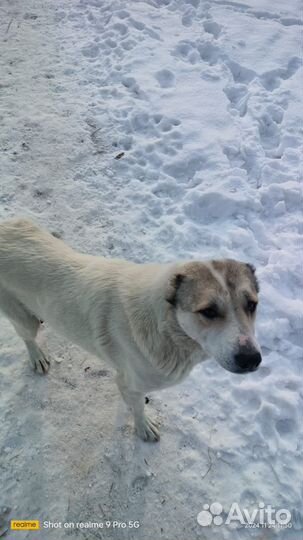 Продам щенков алабая