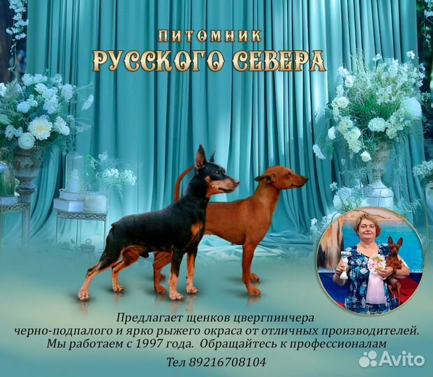 Продам щенков цвергпинчера