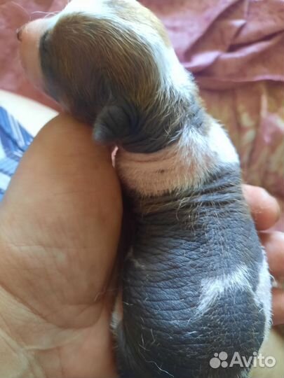 Маленькая собака ксоло