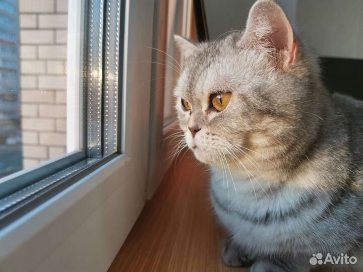 Кошка шотландская
