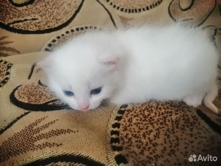 Белая Кошечка