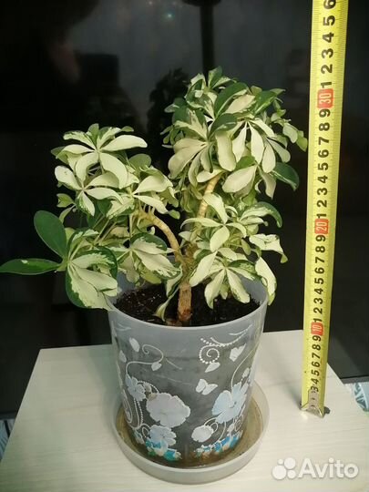 Шефлера вариегатная, спатифиллум домино