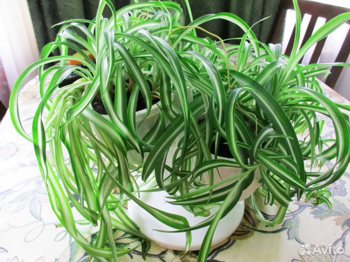 Хлорофитум кудрявый (Chlorophytum comosum bonnie)