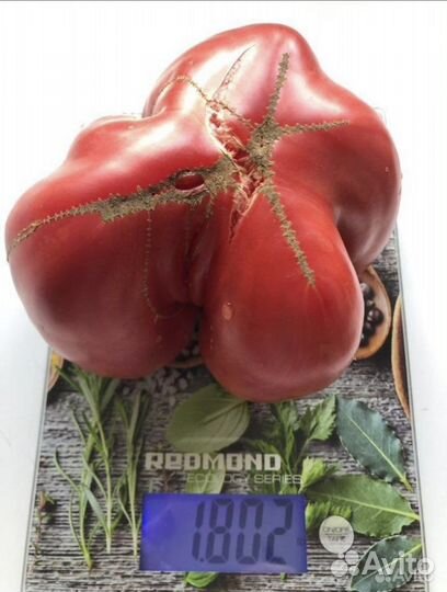 Рассада помидор и перцев