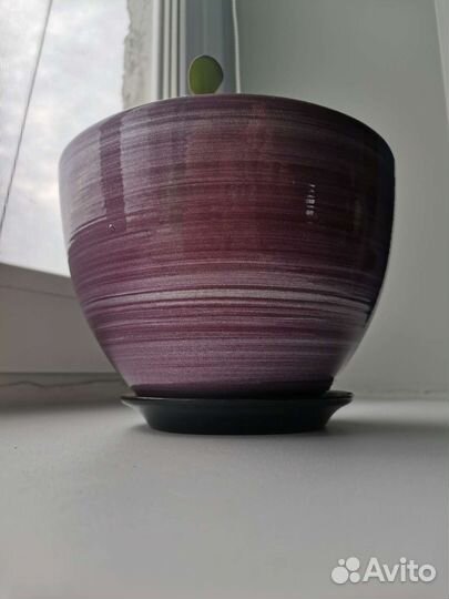 Крассула толстянка