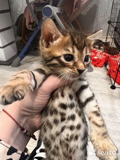 Бенгальские котята