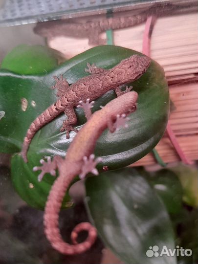 Lepidodactylus lugubris (Траурный геккон)