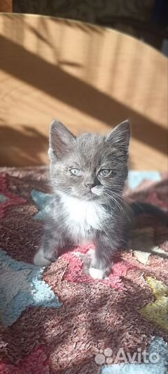 Британские котята