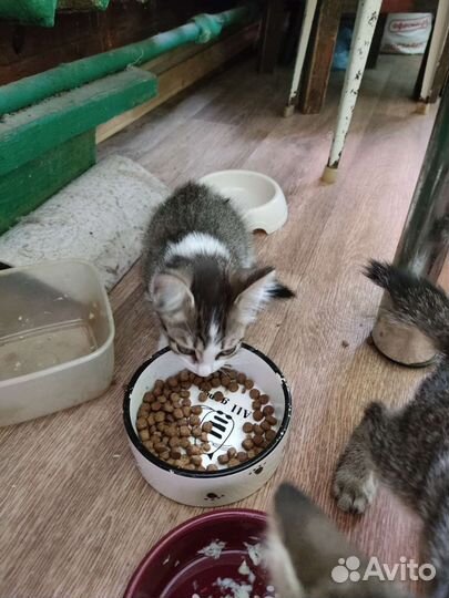 В добрые руки бесплатно