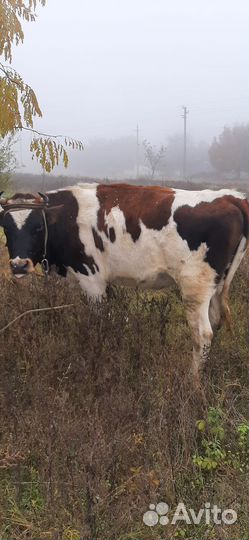 Крупный рогатый скот