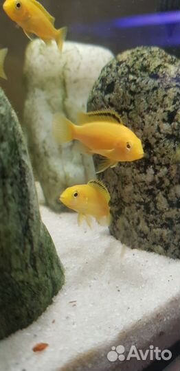 Цихлида из малавии