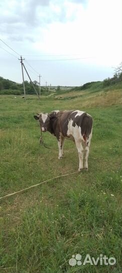 Бычек и телка