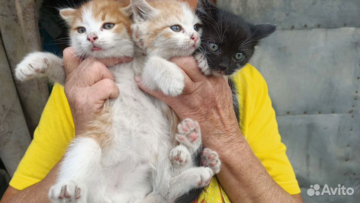 Отдам в добрые руки