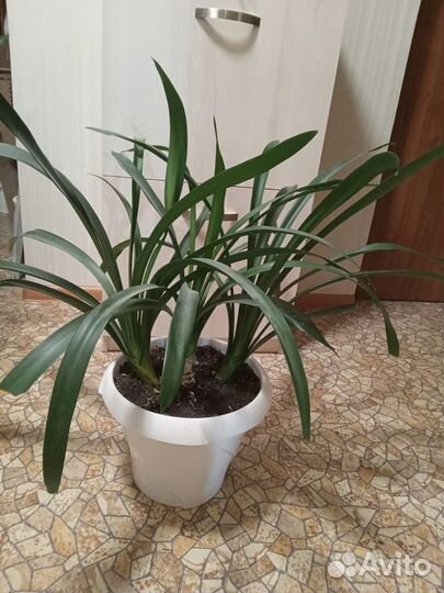 Кливия красная