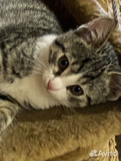 Ростовчанин Ромка