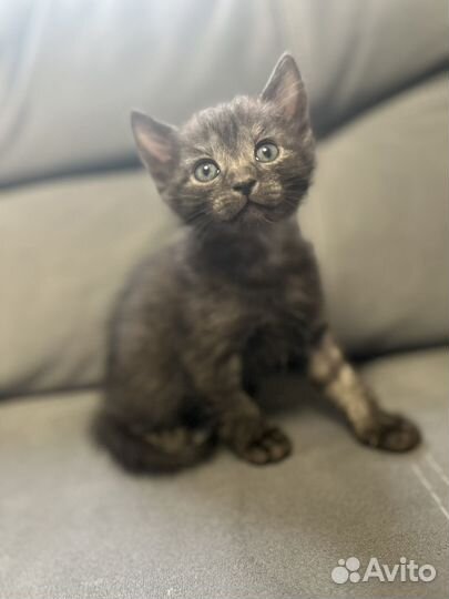 Котенок девочка в добрые руки