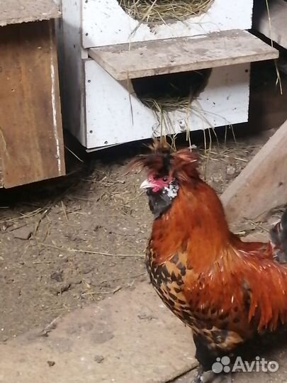 Куры и цыплята
