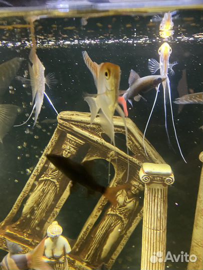 Аквариум с рыбами