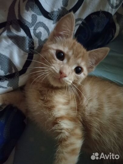 В добрые руки