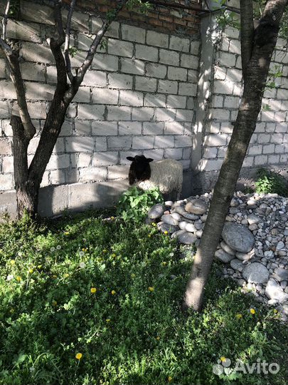 Козы бараны